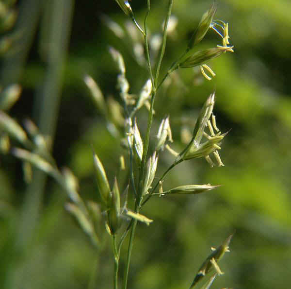 Festuca arundinacea Schreb.