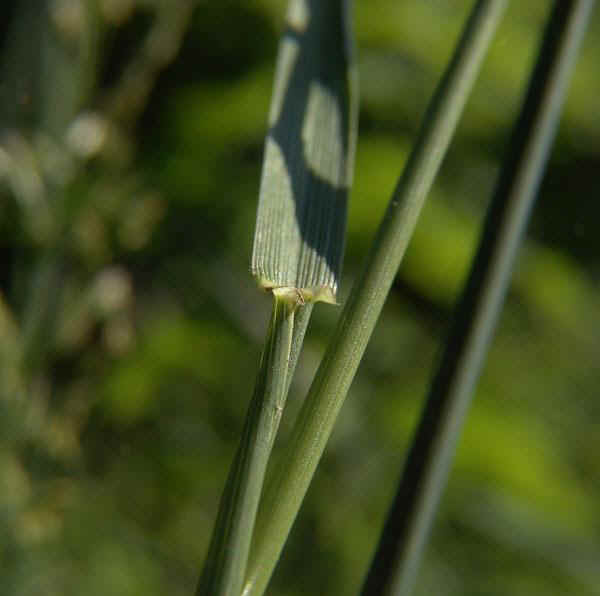 Festuca arundinacea Schreb.