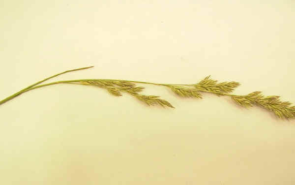 Festuca pratensis - Festuca pratensis Huds