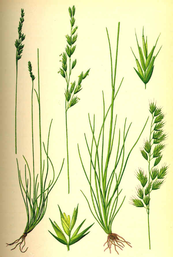 Festuca ovina - Festuca gr. ovina L.