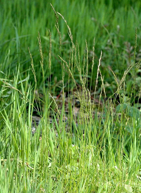 Festuca rossa - Festuca gr. rubra L.