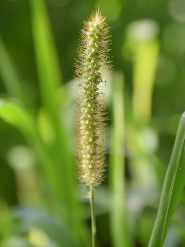 Digitaria iburua