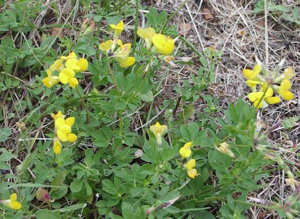 Ginestrino - Lotus corniculatus L.