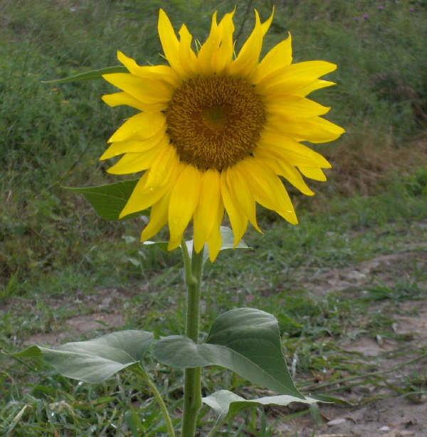 Fiore di Girasole