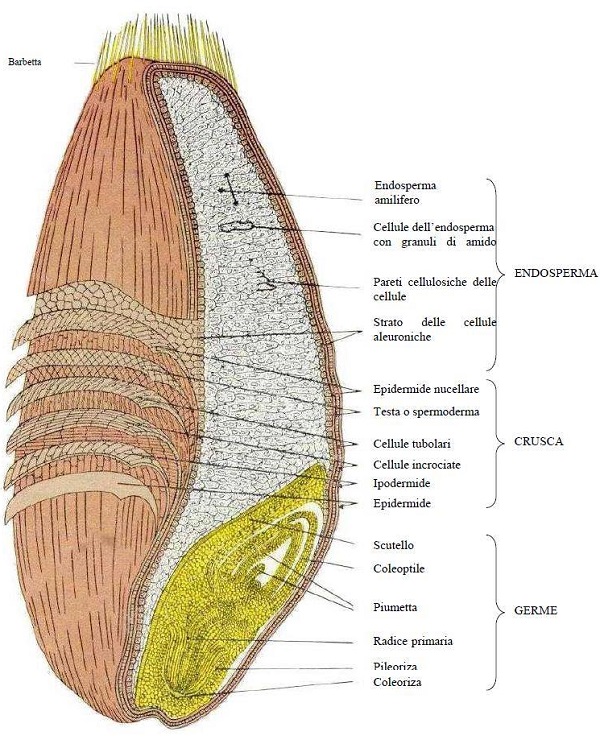 Cariosside di grano tenero