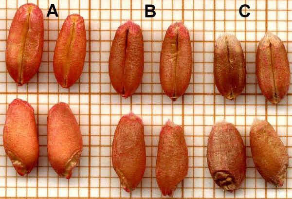 
		  Triticum durum - B Triticum aestivum var. Spada - C Triticum aestivum var. Brasilia 