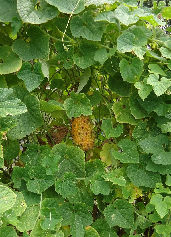 Kiwano