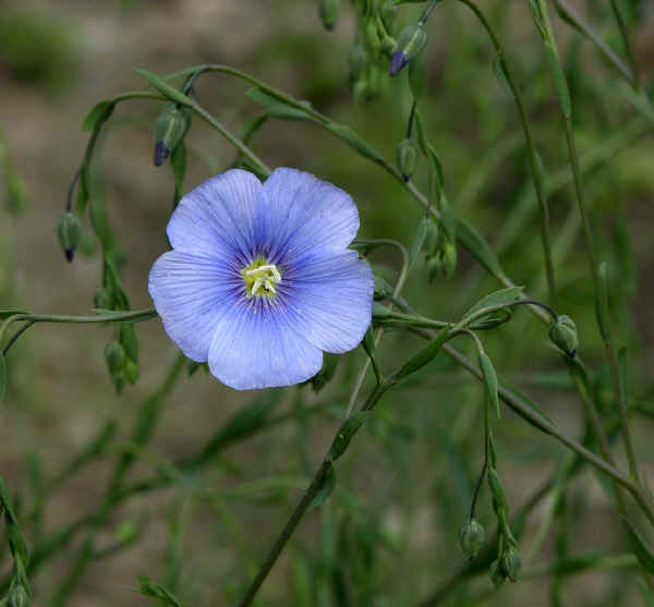 Semi di lino - Azienda Agraria La Chiona