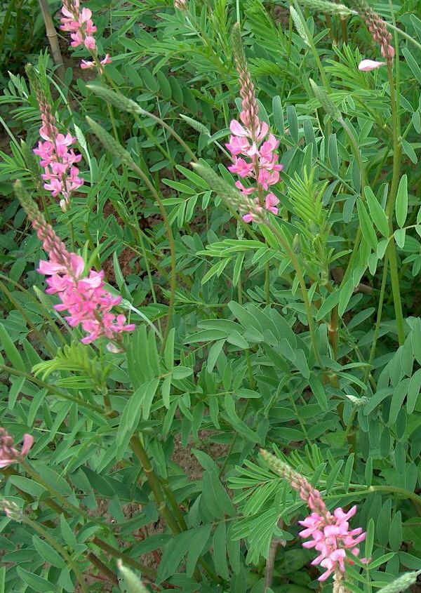 Lupinella - Onobrychis viciifolia Scop.