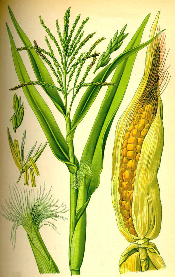 Mais o Granoturco - Zea mays L.