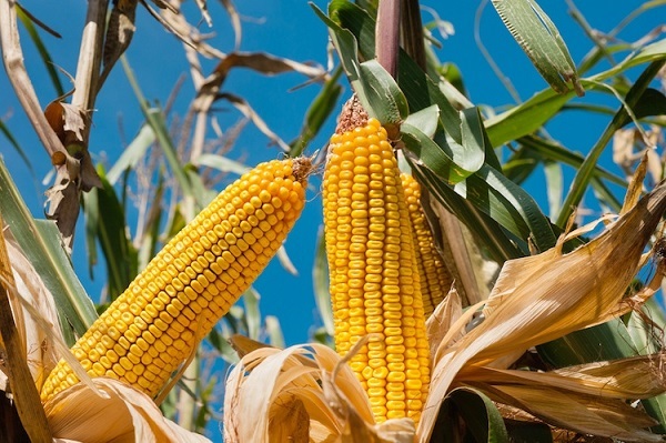 Mais O Granoturco Zea Mays L Cereali Coltivazioni Erbacee