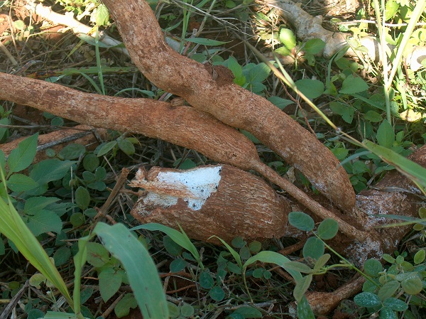 Manioca essiccata