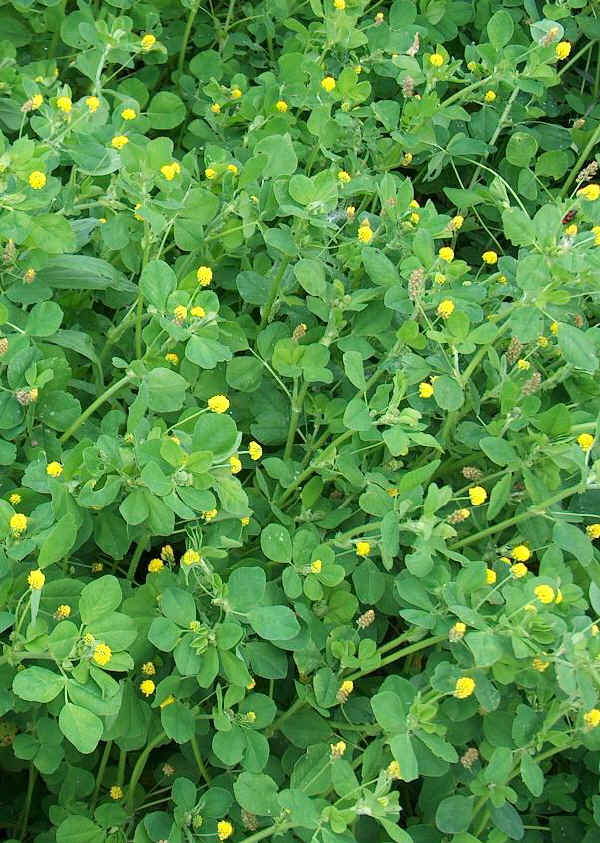 Medica lupolina - Medicago lupulina L.