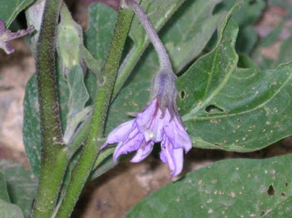 Fiore di Melanzana varietà Linda 