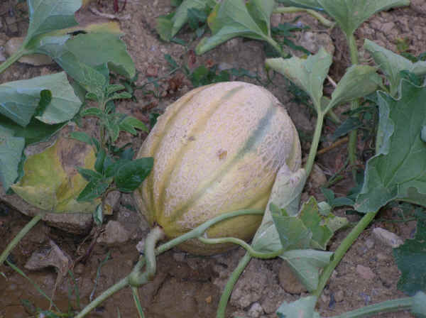 Melone retato 