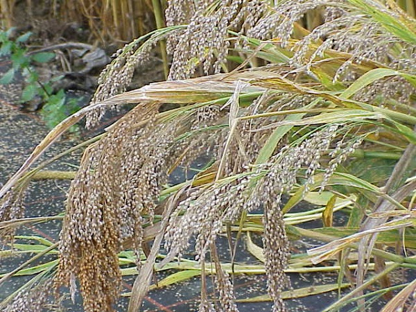 Miglio - Panicum miliaceum album L.