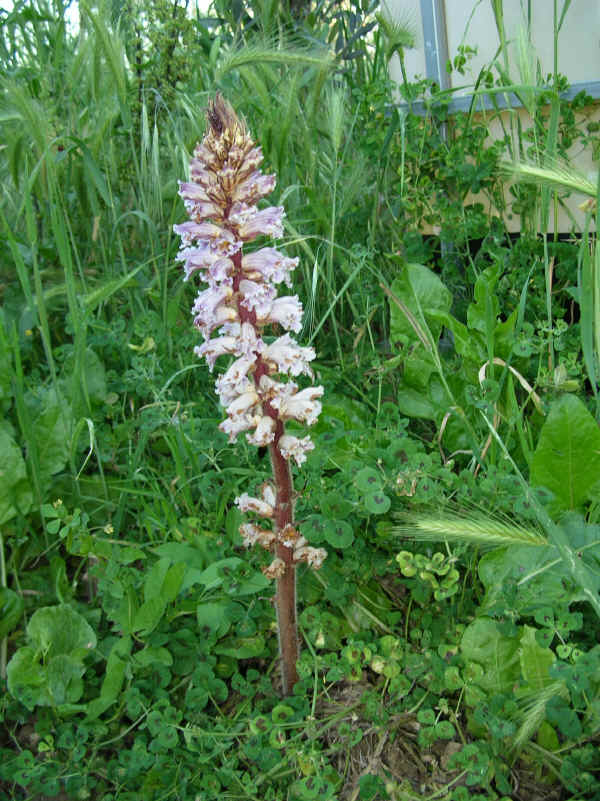 Orobanche