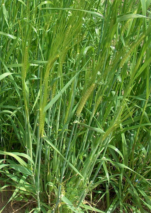 Orzo distico - Hordeum vulgare distichon L.