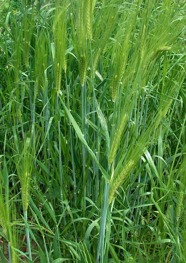 Orzo polistico - Hordeum vulgare exastichon L.