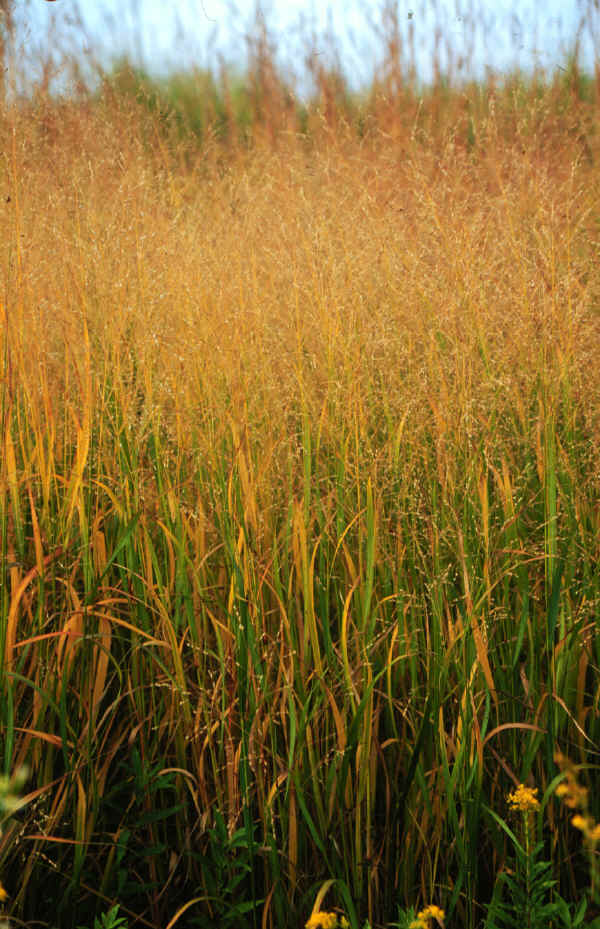 Panico vergato - Panicum virgatum L.