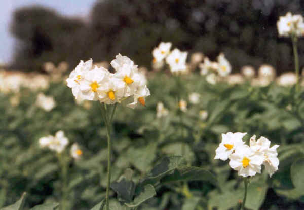 Fiori di Patata 