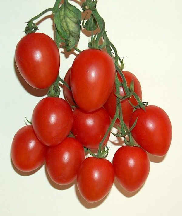 Frutti di Pomodoro varietà Pizzutello