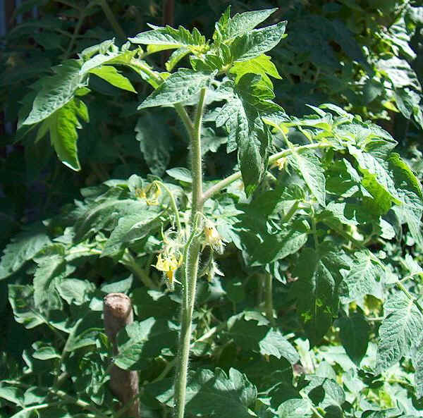 Pianta di Pomodoro in fiore