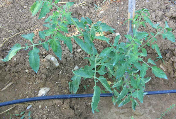 Piantina di Pomodoro con irrigazione a goccia