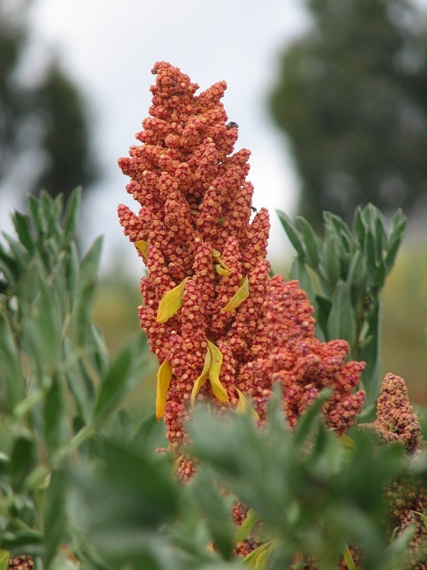 Quinoa rossa