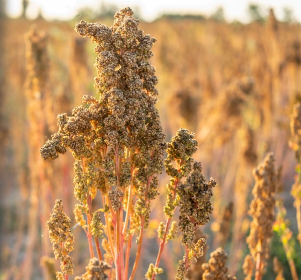 Quinoa