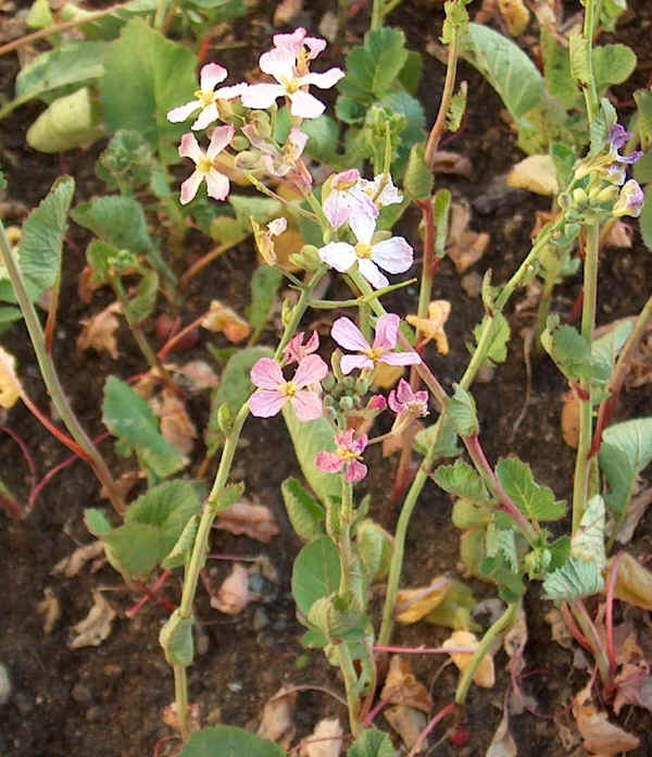 Fiori di Ravanello