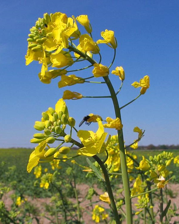 Ravizzone - Brassica campestris L. var. Oleifera D.C. 