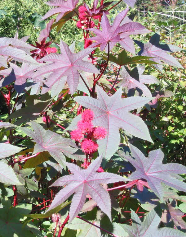 Fiore di Ricino