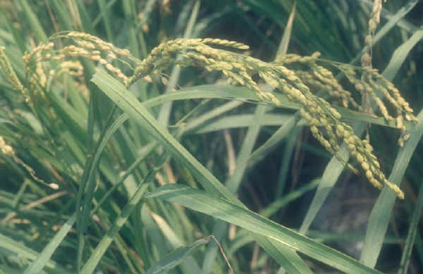 Riso - Oryza sativa L.