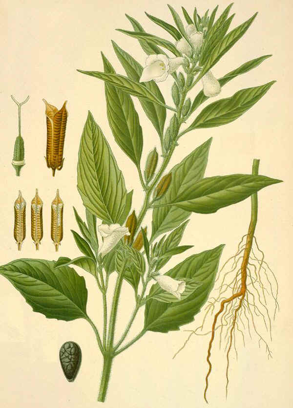 Sesamo - Sesamum indicum L.