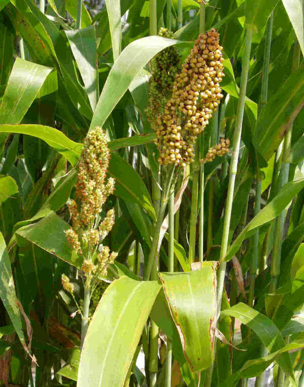 Sorgo - Sorghum vulgare Pers.