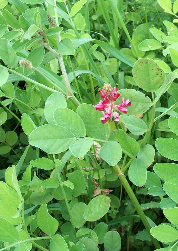 Sulla - Hedysarum coronarium L.