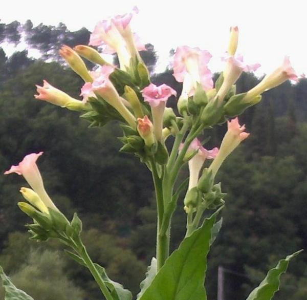 Fiori di Tabacco - Nicotiana tabacum L.