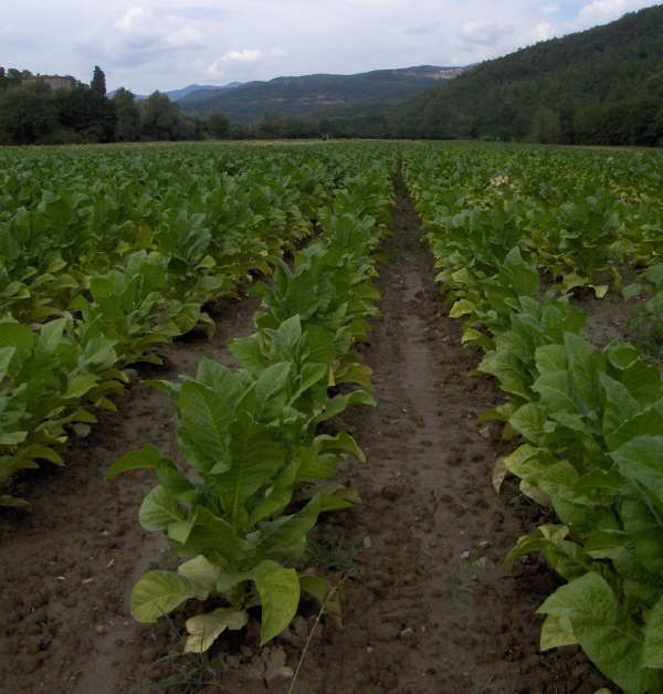 Campo di Tabacco