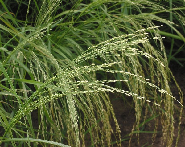 Teff - Eragrostis tef