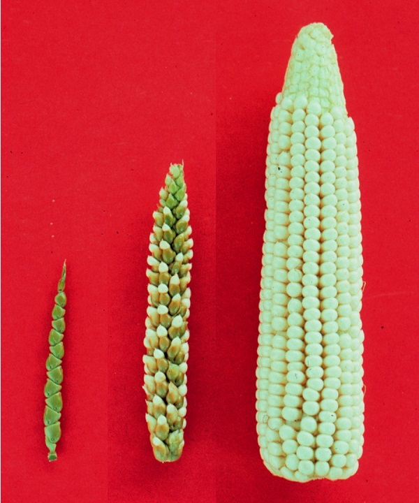 Teosinte - Incrocio Mais-Teosinte - Mais