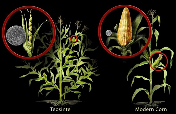 Teosinte-Mais