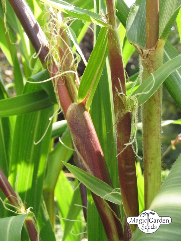 Teosinte-Mais