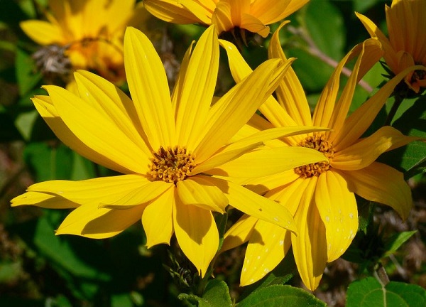 Tuberi di Tobinambur  - Helianthus tuberosus L.