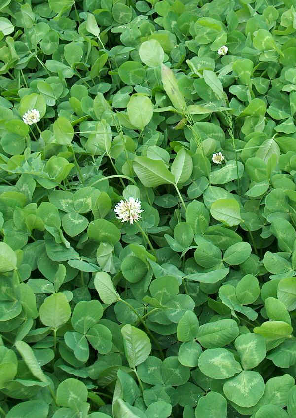 Trifoglio bianco - Trifolium repens L.