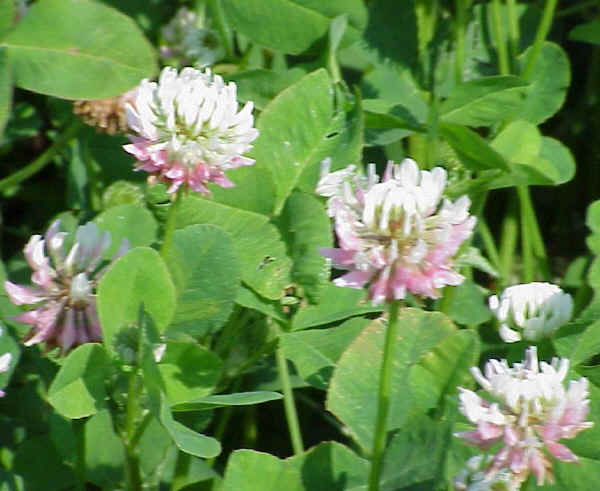 Trifoglio ibrido - Trifolium hybridum L.