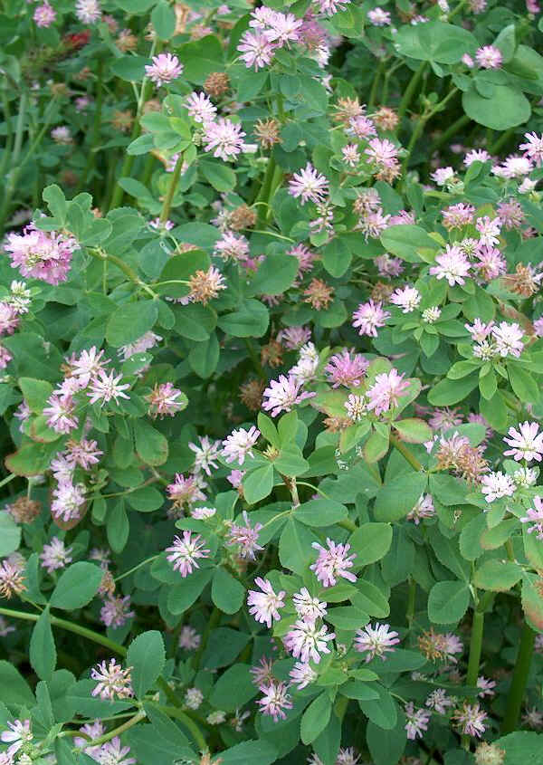 Trifoglio persiano - Trifolium resupinatum L.
