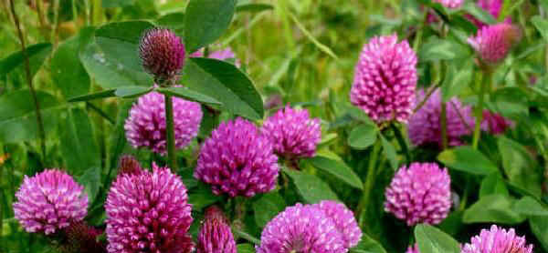 Trifoglio pratense o violetto - Trifolium pratense L.