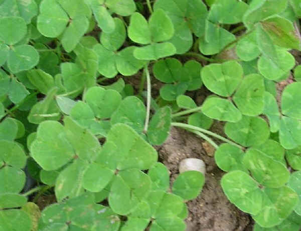 Trifoglio sotterraneo - Trifolium suterraneum L. 