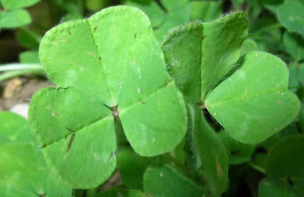 Trifoglio sotterraneo - Trifolium suterraneum L. 